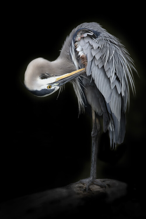 Poster The Great Blue Heron