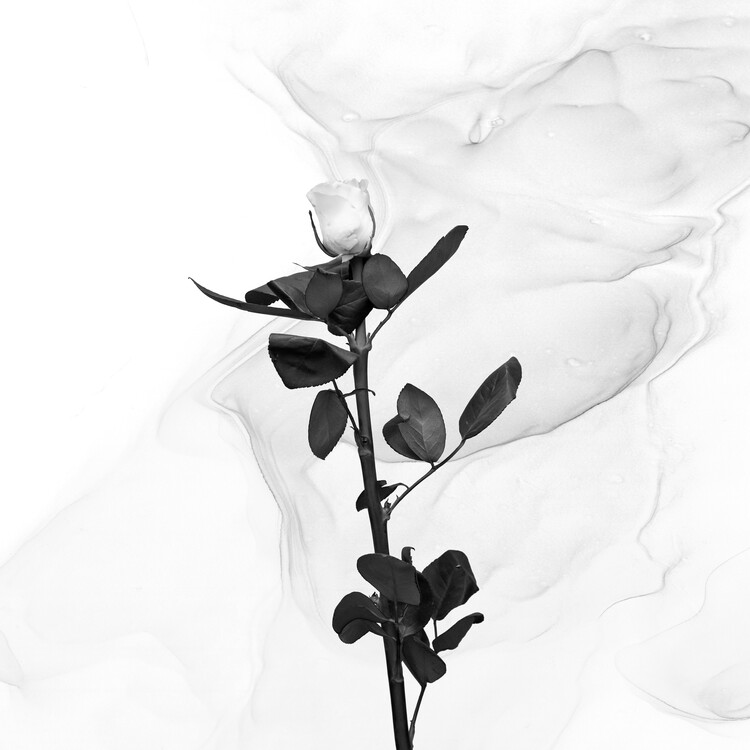 Poster White Rose | Liquid Art 