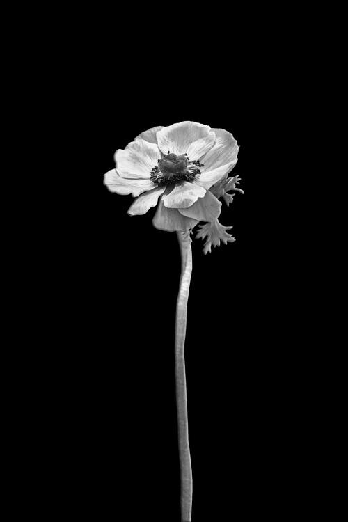 Levně Plakát, Obraz - Anemone coronaria | dark design , Melanie Viola, 26.7 × 40 cm