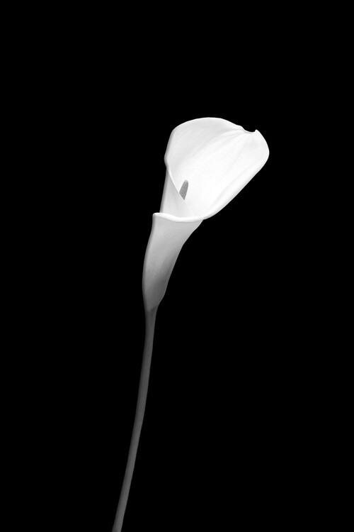 Levně Plakát, Obraz - Calla | dark design , Melanie Viola, 26.7 × 40 cm