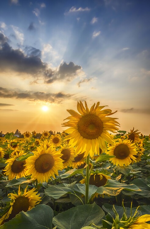 Poster Sunset with beautiful sunflowers