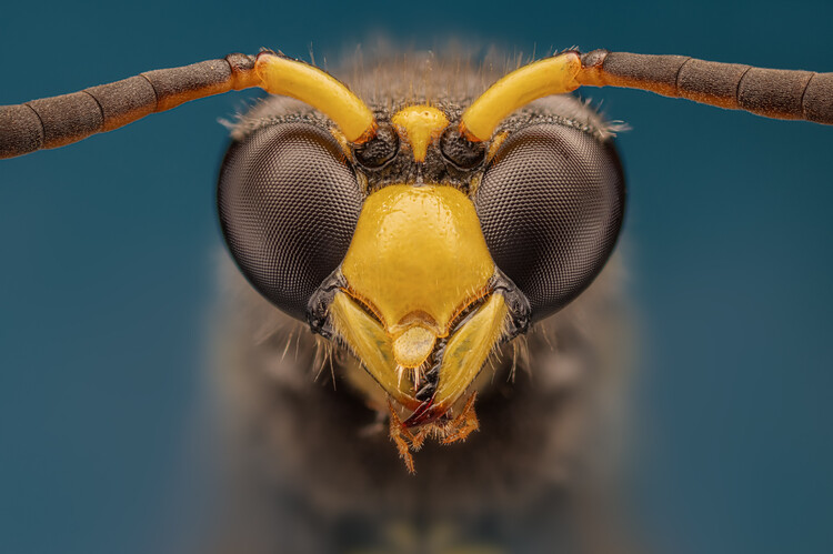 Levně Plakát, Obraz - Wasp, Rico Cavallo, 40 × 26.7 cm