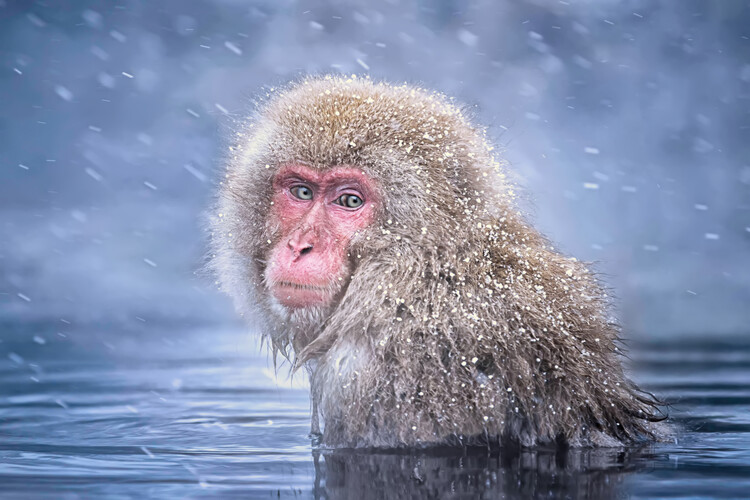 Poster Snow Monkey