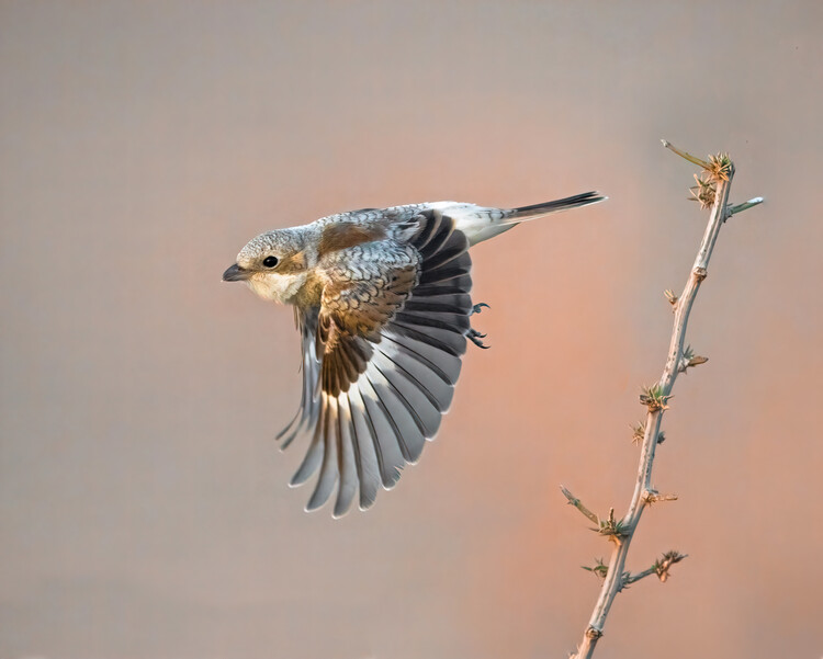 Canvas Print woodchat shrike