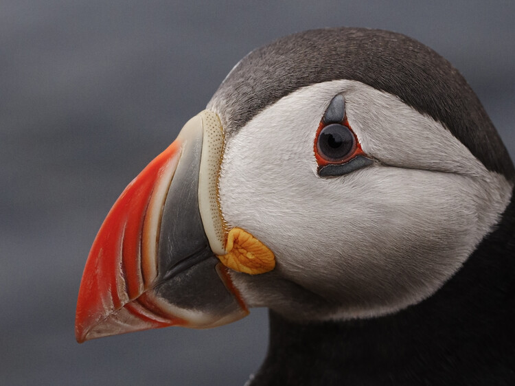 Levně Plakát, Obraz - puffin, Rostovskiy Anton, 40 × 30 cm