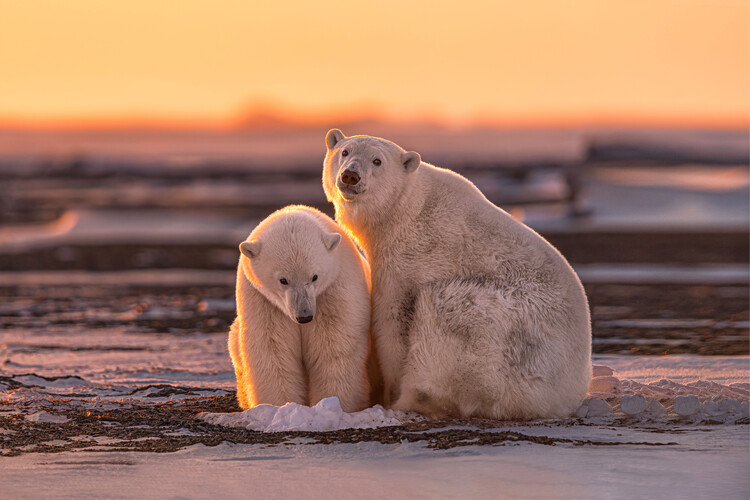 Levně Plakát, Obraz - Polar bears at sunset, Max Wang, 40 × 26.7 cm