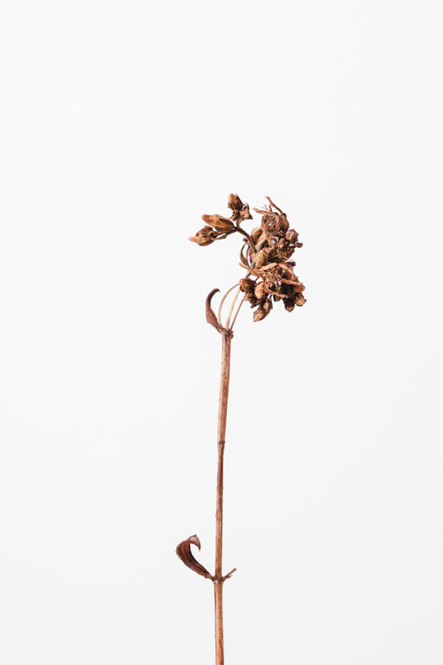 Canvas Print Dried brown plant 2