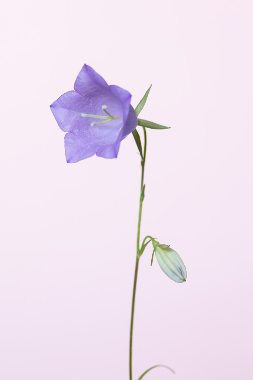 Poster Bluebell pink background