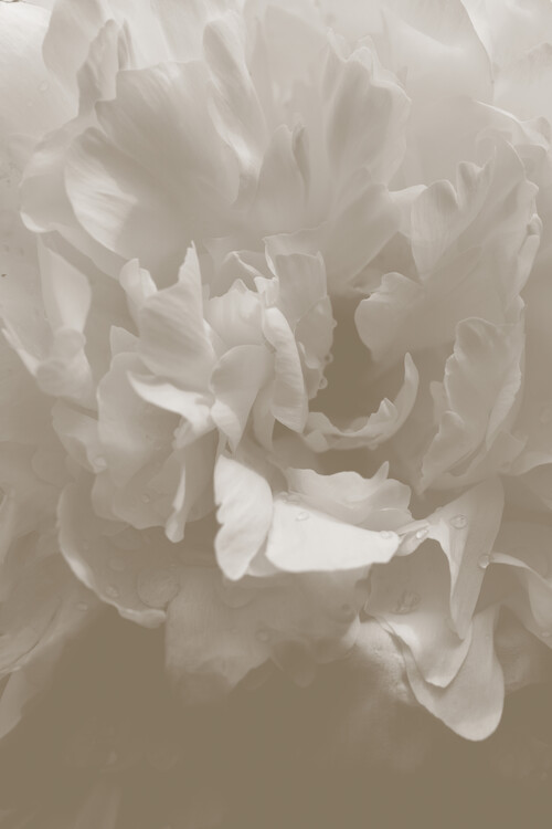 Canvas Print Peony 9