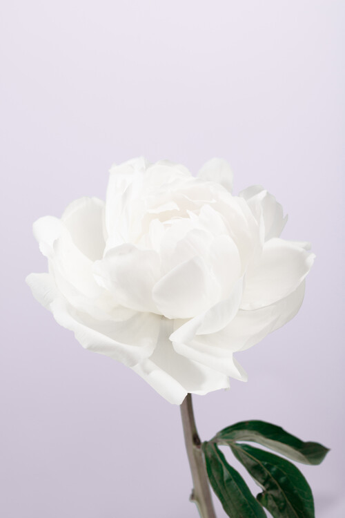 Canvas Print Peony 3