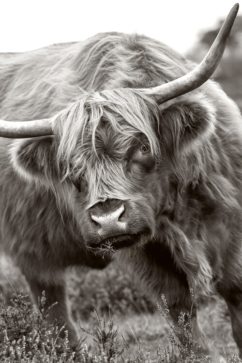 Levně Plakát, Obraz - The Bull, Jacky Parker, 26.7 × 40 cm