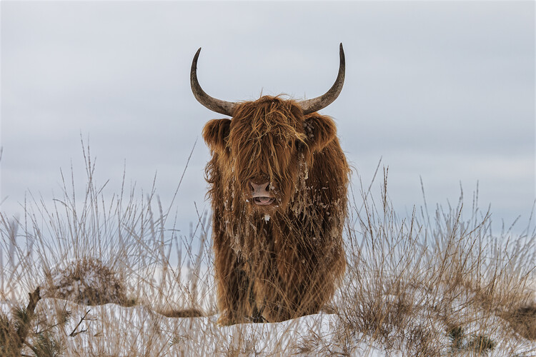 Levně Plakát, Obraz - Highlander in Snow, Jaap van den, 40 × 26.7 cm