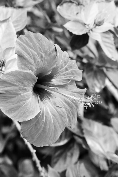 Poster Black flower