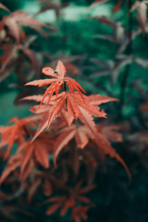 Poster Autumn leaves