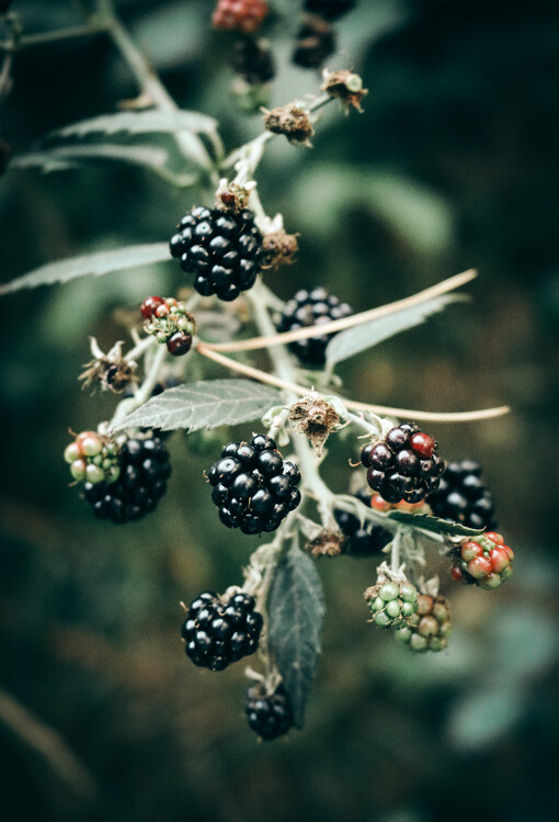 Poster Blackberries