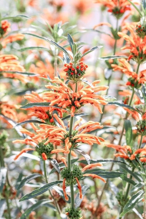 Poster Orange flowers