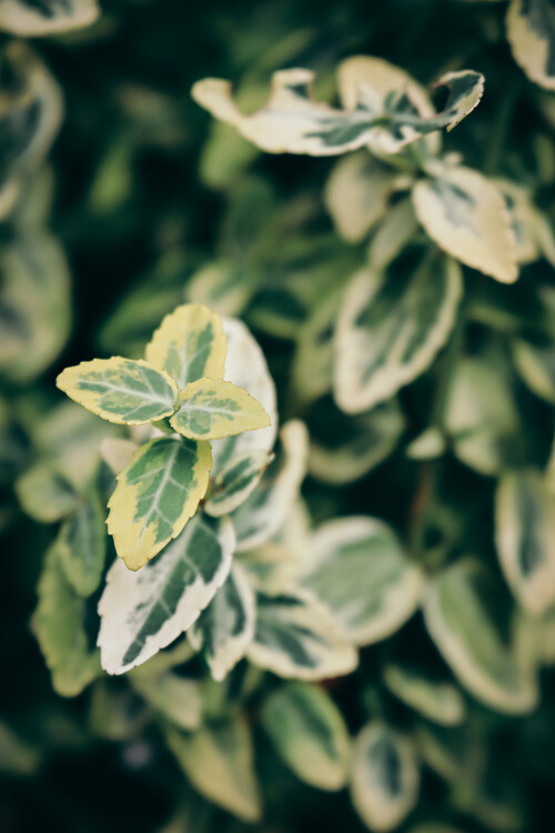 Poster Nature 2