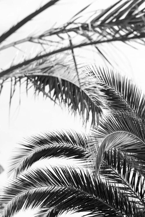 Poster Palm leaves 2