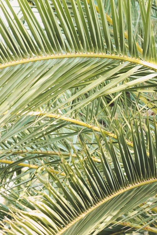 Plakat Palm leaves 3