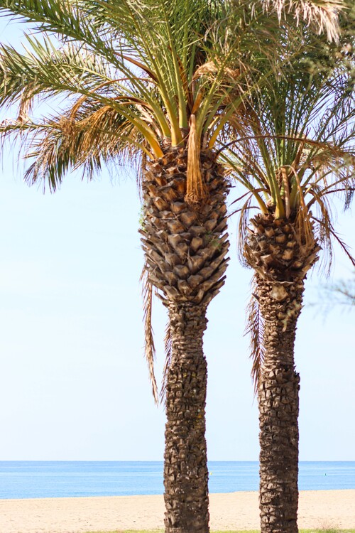 Plakat Palms