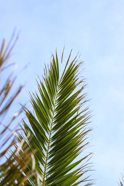 Schilderij op canvas Palm leaves 1