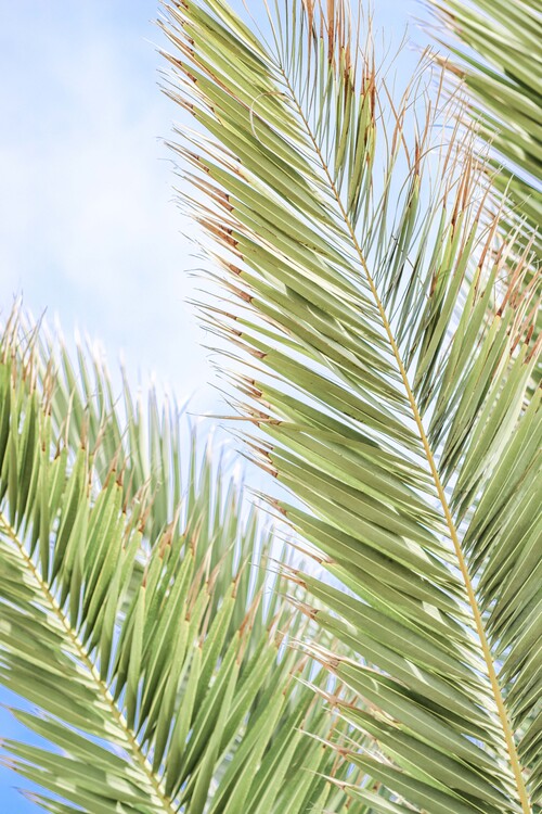 Plakat Palm leaves 4