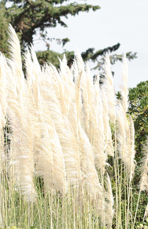 Poster Pampas