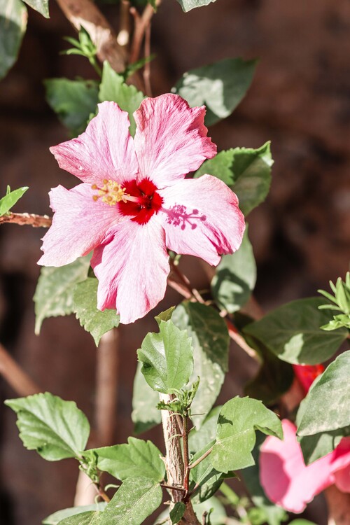 Poster Pink flower