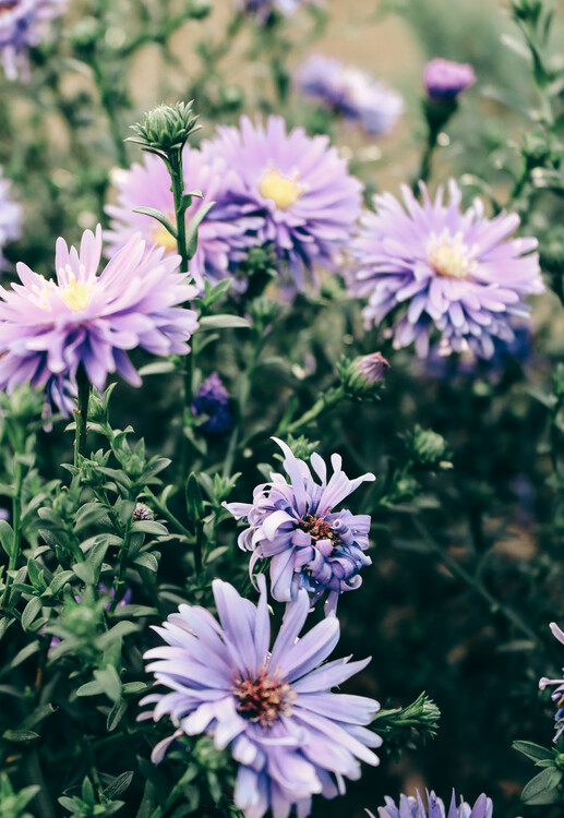 Poster Purple flower