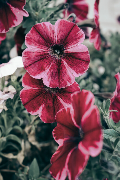 Poster Purple flower 4