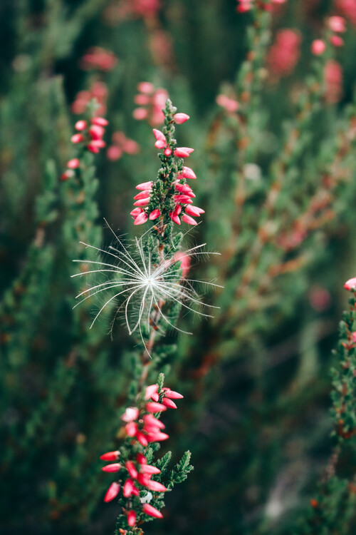 Poster Pink flower 2