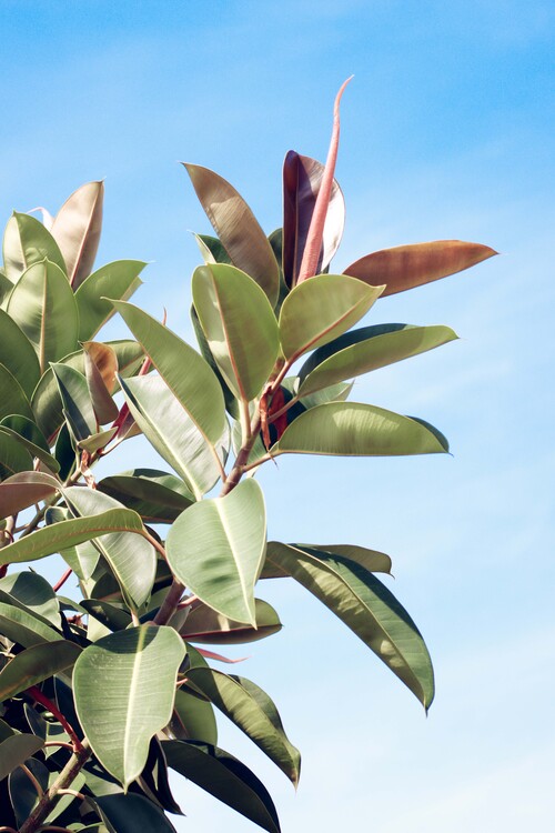 Poster Tropical leaves
