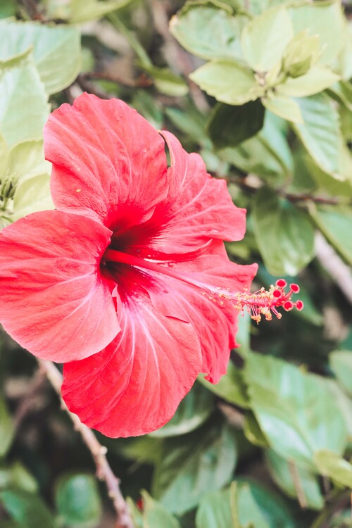 Poster Red flower