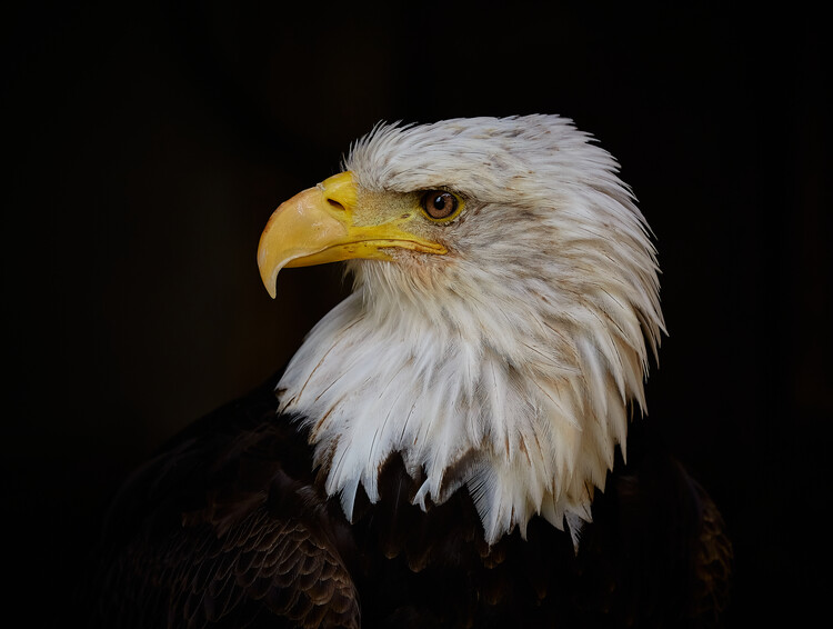 Canvas Print The Boss