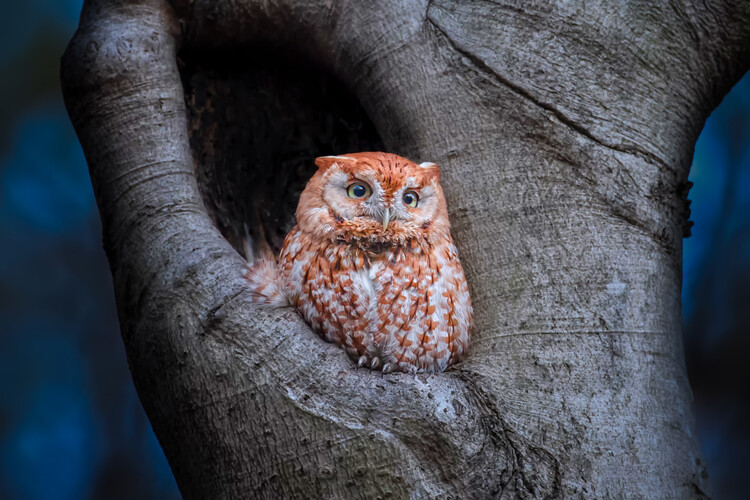 Levně Plakát, Obraz - Eastern Screech Owl (Red Morph), Max Wang, 40 × 26.7 cm