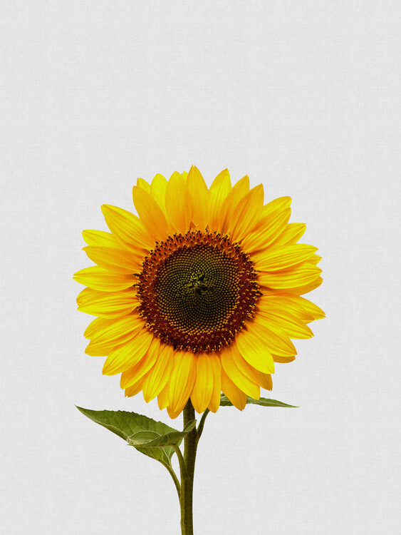 Poster Sunflower Still Life