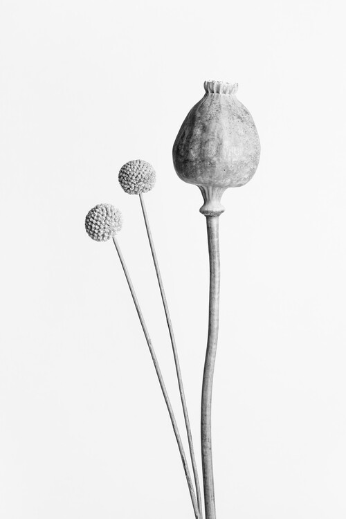 Plakat Poppy Seed Capsule Black and White