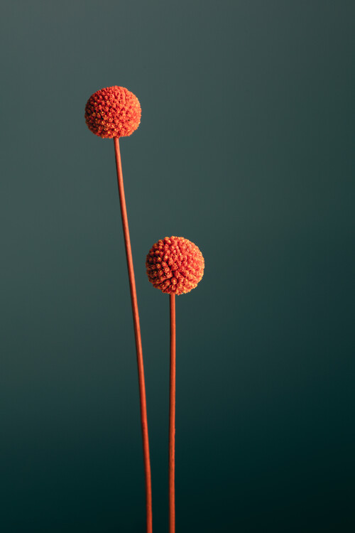 Levně Plakát, Obraz - Orange Seed Capsules, Studio Collection, 26.7 × 40 cm