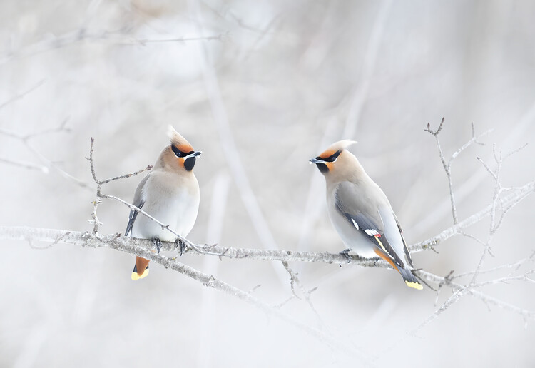 Levně Plakát, Obraz - Bohemian Waxwings, Jim Cumming, 40 × 26.7 cm