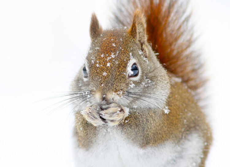 Poster Christmas Squirrel