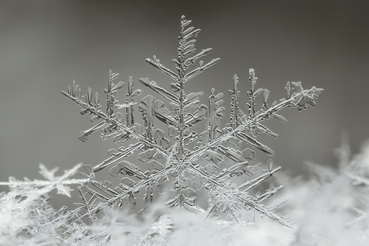 Levně Plakát, Obraz - Snowflake, Tsolmon Naidandorj, 40 × 26.7 cm