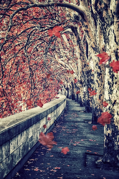 Poster Autumn in Rome