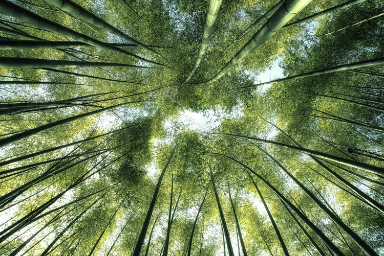 Αφίσα Bamboo Forest