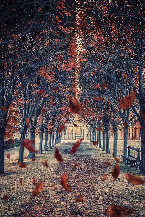 Poster Palais-Royal Garden