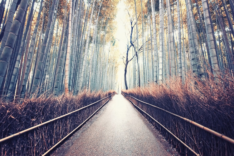 Αφίσα Bamboo Forest