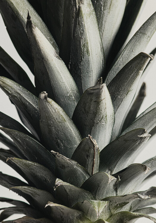 Canvas Print Pineapple close up