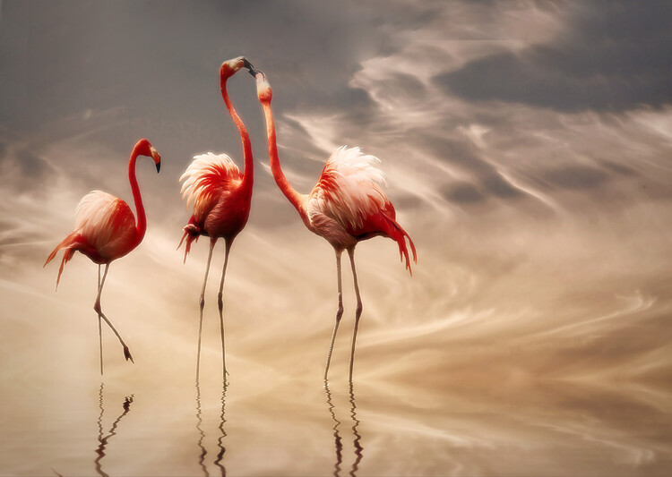 Canvas Print fighting ...