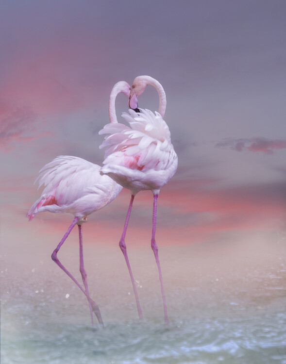 Poster Flamingo Ballet