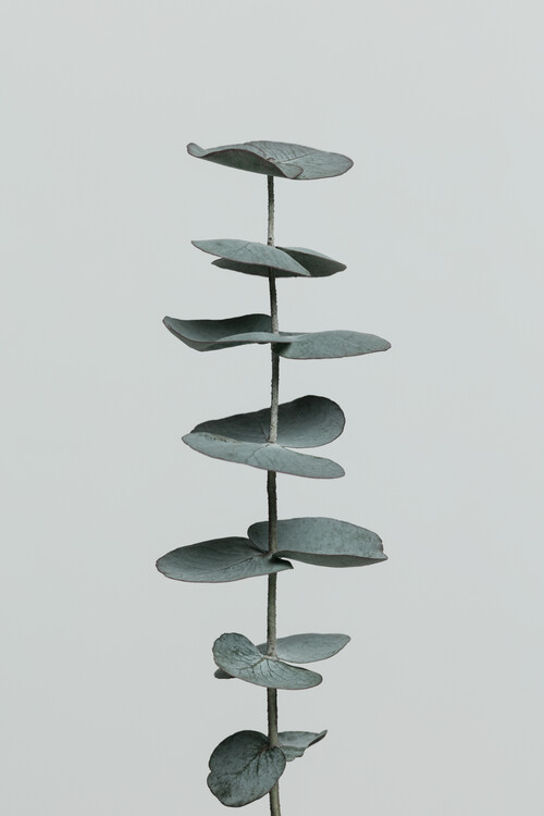 Levně Plakát, Obraz - Eucalyptus Natural 09, Studio Collection, 26.7 × 40 cm