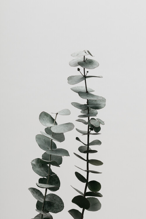 Levně Plakát, Obraz - Eucalyptus Natural 03, Studio Collection, 26.7 × 40 cm